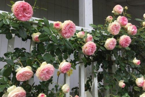 Какую плетистую розу выбрать. Плетистая роза (60 фото): виды, выращивание, уход и посадка