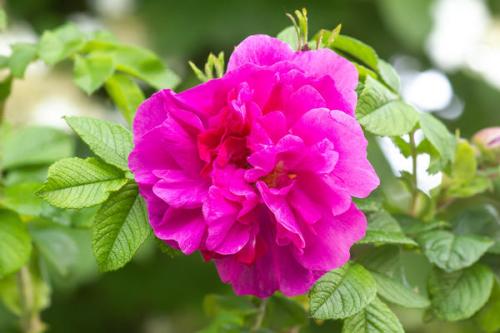 Неубиваемые розы. Какие розы зимуют без укрытия? Давайте обменяемся опытом