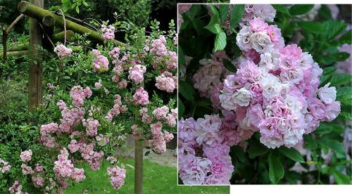 49 best опоры для плетистых роз images. Общие правила ухода за плетистой (вьющейся) розой 02 49 best опоры для плетистых роз images. Общие правила ухода за плетистой (вьющейся) розой 02