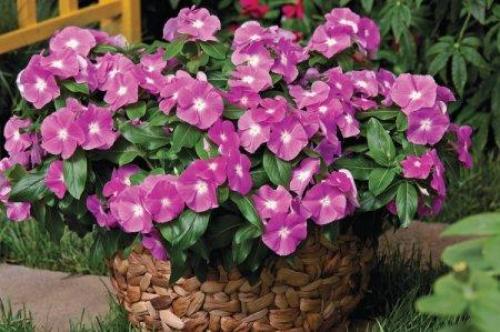 Какую плетистую розу выбрать. Плетистая роза (60 фото): виды, выращивание, уход и посадка