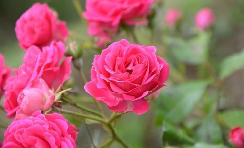 Как правильно посадить плетущиеся розы. Плетистая роза. Стройная красавица, незаменима в саду