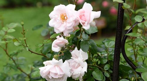 Плетистая роза правильный уход. Плетистые розы: уход за культурой 01