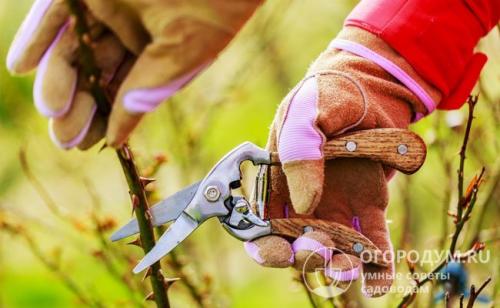 Плетистая роза обрезка. Обрезка плетистых роз