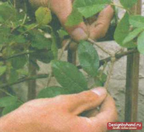 Вьющиеся розы, как украшение вашего сада. Укрытие на зиму 15 Вьющиеся розы, как украшение вашего сада. Укрытие на зиму 15