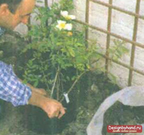 Вьющиеся розы, как украшение вашего сада. Укрытие на зиму 10 Вьющиеся розы, как украшение вашего сада. Укрытие на зиму 10