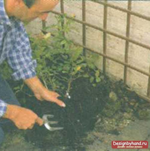 Вьющиеся розы, как украшение вашего сада. Укрытие на зиму 11 Вьющиеся розы, как украшение вашего сада. Укрытие на зиму 11