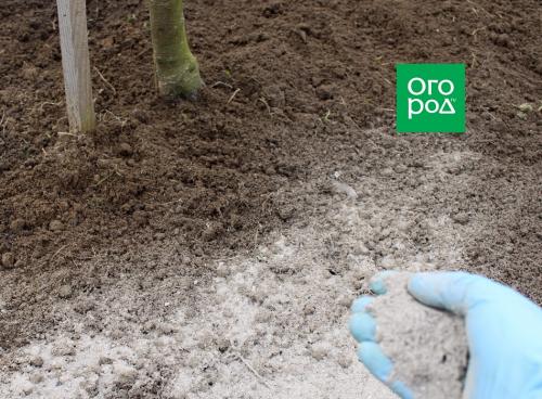 Какие многолетники можно посадить в приствольный круг.. Особенности климата под кроной 07 Какие многолетники можно посадить в приствольный круг.. Особенности климата под кроной 07