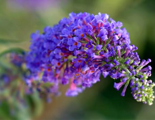 Какие кустарники посадить на даче. Декоративные зимостойкие кустарники цветущие все лето