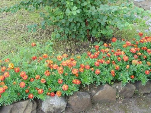 Бархатцы вокруг деревьев. Польза бархатцев для дачного огорода