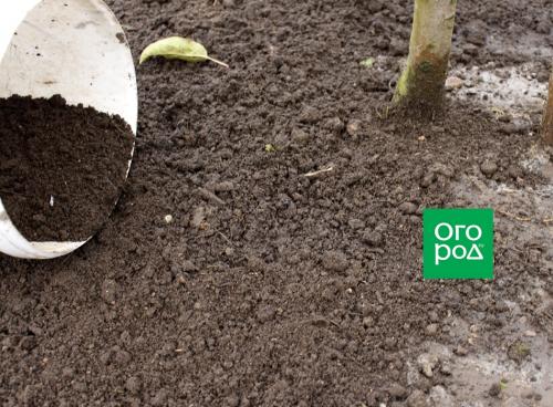 Что посадить в приствольный круг плодовых деревьев. Что посадить в приствольные круги плодовых деревьев? 09 Что посадить в приствольный круг плодовых деревьев. Что посадить в приствольные круги плодовых деревьев? 09