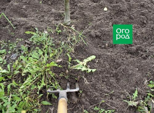 Что посадить в приствольный круг плодовых деревьев. Что посадить в приствольные круги плодовых деревьев? 04 Что посадить в приствольный круг плодовых деревьев. Что посадить в приствольные круги плодовых деревьев? 04