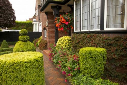 Вечнозеленые кустарники для живой изгороди на участке. Вечнозеленые кустарники: красота в течение всего года