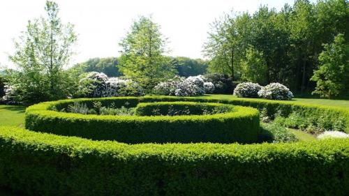 Быстрорастущие вечнозеленые кустарники для живой изгороди. Быстрорастущая многолетняя живая изгородь: выбор растений, правила посадки, выращивания и ухода (Фото  Видео)