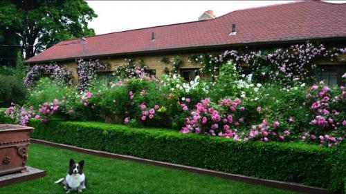 Быстрорастущие вечнозеленые кустарники для живой изгороди. Быстрорастущая многолетняя живая изгородь: выбор растений, правила посадки, выращивания и ухода (Фото  Видео)