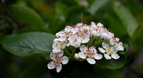 Вечнозеленые кустарники для живой изгороди на участке. Вечнозеленые кустарники: красота в течение всего года 05