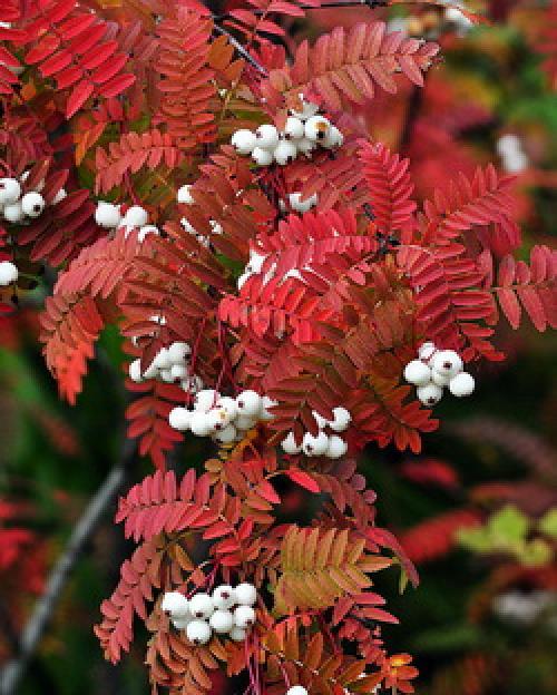 Какие редкие плодовые кустарники можно вырастить на даче. 10 редких плодовых, которые можно вырастить на даче 04