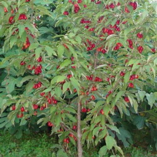 Какие редкие плодовые кустарники можно вырастить на даче. 10 редких плодовых, которые можно вырастить на даче 01