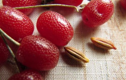 23 вида ягодных кустов и плодовых кустарников для дачи. Плодовые деревья и кустарники: фото и названия популярных культур 08 23 вида ягодных кустов и плодовых кустарников для дачи. Плодовые деревья и кустарники: фото и названия популярных культур 08