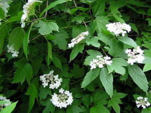 Какие редкие плодовые кустарники можно вырастить на даче. 10 редких плодовых, которые можно вырастить на даче 02