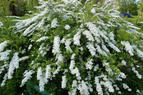 Низкорослые вечнозеленые кустарники для живой изгороди. Цветущие декоративные кустарники для живой изгороди 05