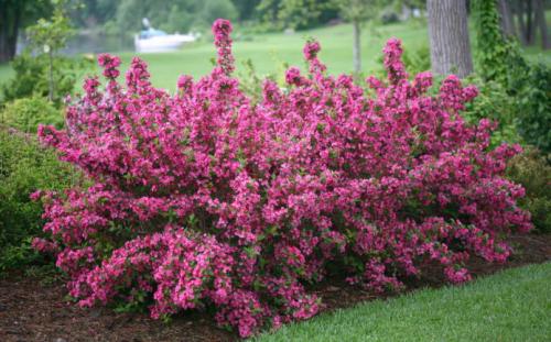 Низкорослые вечнозеленые кустарники для живой изгороди. Цветущие декоративные кустарники для живой изгороди 06