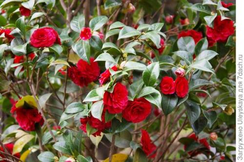 Вечнозеленые бордюрные растения. Красивоцветущие живые изгороди: бордюры