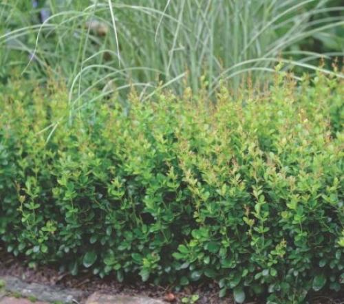 Карликовые кустарники для бордюра. 5 декоративных кустарников, которые хорошо подойдут для украшения бордюров и низких изгородей