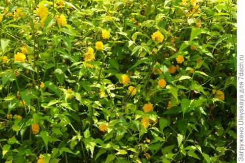 Вечнозеленые бордюрные растения. Красивоцветущие живые изгороди: бордюры