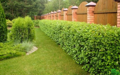 ТОП вечнозеленых кустарников для изгороди. Зеленая ограда: ТОП-11 быстрорастущих кустарников для живой изгороди 02 ТОП вечнозеленых кустарников для изгороди. Зеленая ограда: ТОП-11 быстрорастущих кустарников для живой изгороди 02