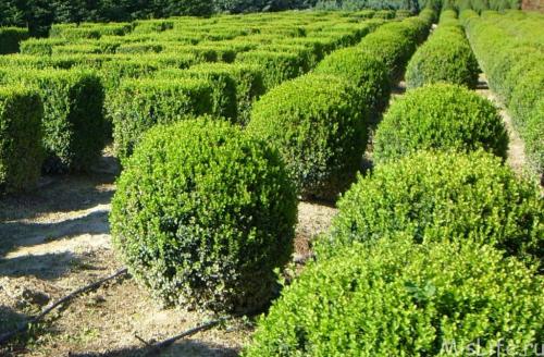 ТОП вечнозеленых кустарников для изгороди. Зеленая ограда: ТОП-11 быстрорастущих кустарников для живой изгороди 01 ТОП вечнозеленых кустарников для изгороди. Зеленая ограда: ТОП-11 быстрорастущих кустарников для живой изгороди 01