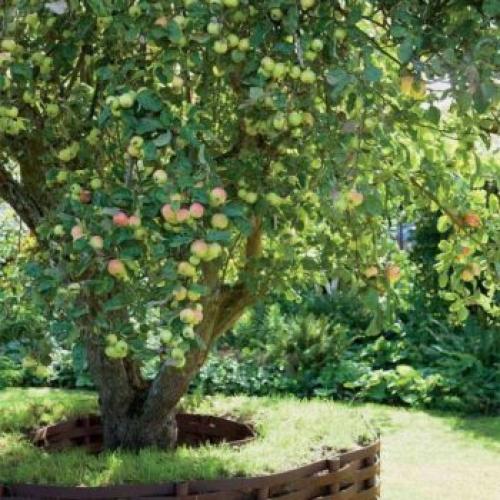 Популярные фруктовые деревья для сада. Особенности плодовых деревьев для небольшого сада. Как и что посадить на маленьком участке?
