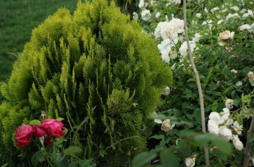 Хвойные растения в дизайне дачного участка. Использование хвойных растений в ландшафтном дизайне 36