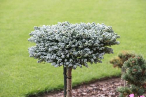 Низкорослые хвойники для дачи. 6 карликовых хвойных деревьев для украшения небольшого участка