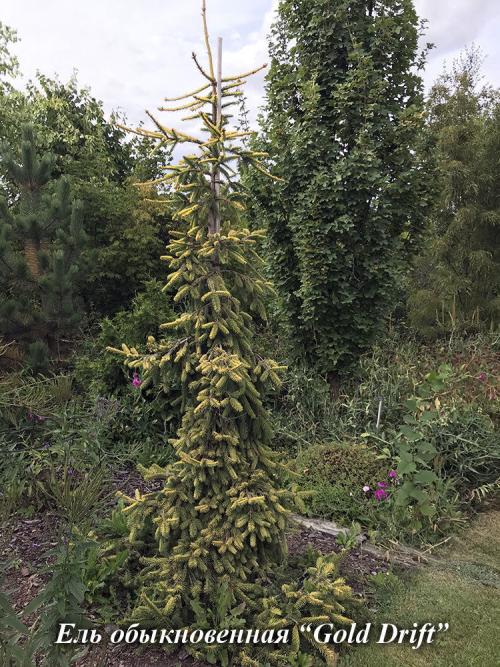 Хвойные растения в дизайне дачного участка. Использование хвойных растений в ландшафтном дизайне 19