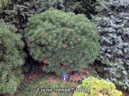 Хвойные растения в дизайне дачного участка. Использование хвойных растений в ландшафтном дизайне 16