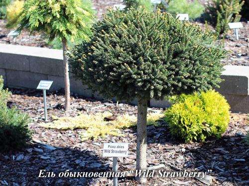 Хвойные растения в дизайне дачного участка. Использование хвойных растений в ландшафтном дизайне 15