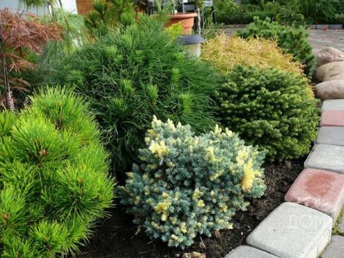 Хвойные растения в дизайне дачного участка. Использование хвойных растений в ландшафтном дизайне 04