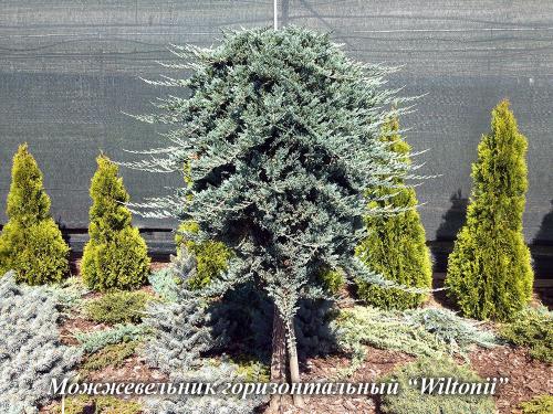 Хвойные растения в дизайне дачного участка. Использование хвойных растений в ландшафтном дизайне 17