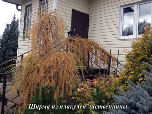 Хвойные растения в дизайне дачного участка. Использование хвойных растений в ландшафтном дизайне 18