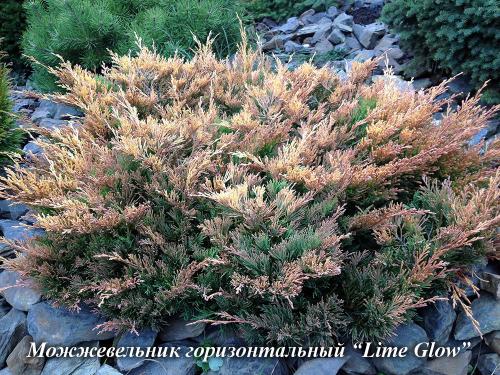 Хвойные растения в дизайне дачного участка. Использование хвойных растений в ландшафтном дизайне 12