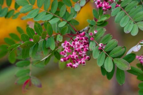 Необычные плодовые деревья. 10 необычных плодовых, которые стоит посадить верхнеуслонцам в этом году