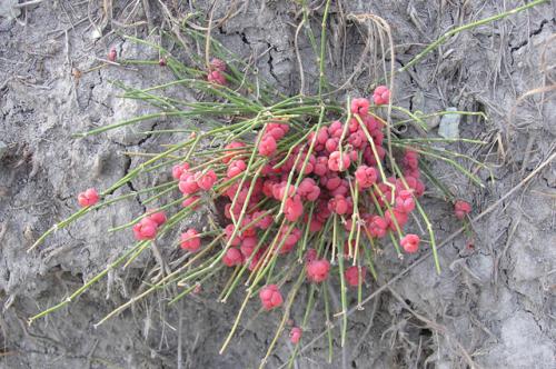 Хвойники и хвойные. Свежий номер