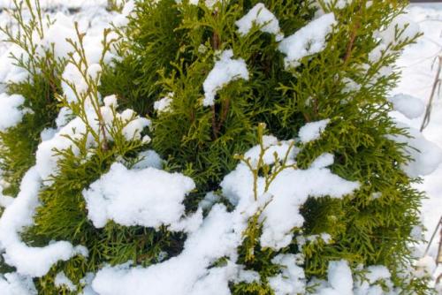 Хвойники и хвойные. Свежий номер