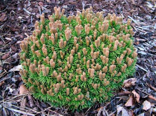 Низкорослые хвойные растения для сада. 6 карликовых хвойных деревьев для украшения небольшого участка