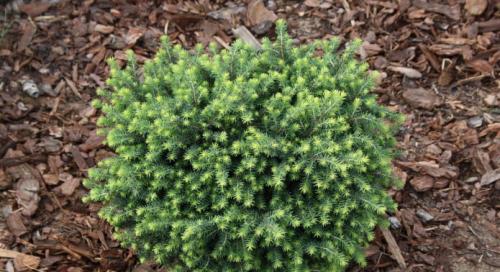 15 самых популярных хвойников. Каталог хвойных растений для украшения вашего сада: описание декоративных представителей, ландшафтные хитрости (75+ Фото & Видео) +Отзывы 05 15 самых популярных хвойников. Каталог хвойных растений для украшения вашего сада: описание декоративных представителей, ландшафтные хитрости (75+ Фото & Видео) +Отзывы 05