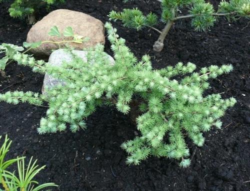 Низкорослые хвойные растения для сада. 6 карликовых хвойных деревьев для украшения небольшого участка