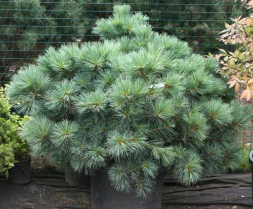 15 самых популярных хвойников. Каталог хвойных растений для украшения вашего сада: описание декоративных представителей, ландшафтные хитрости (75+ Фото & Видео) +Отзывы 06 15 самых популярных хвойников. Каталог хвойных растений для украшения вашего сада: описание декоративных представителей, ландшафтные хитрости (75+ Фото & Видео) +Отзывы 06