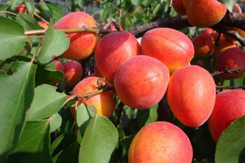 Абрикос краснощёкий самоплодный. Описание сорта абрикоса Краснощекий