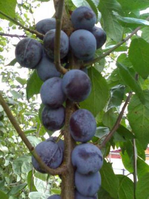 Каким плодовым деревьям нужна пара. Какие деревья нужно сажать в паре с опылителем 01