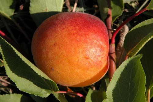 Абрикос краснощёкий самоплодный. Описание сорта абрикоса Краснощекий
